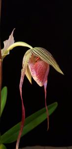 Paphiopedilum Shin-Yi's Pride