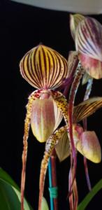 Paphiopedilum Shin-Yi's Pride