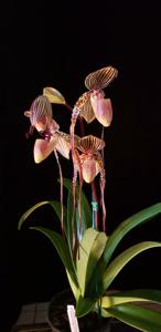 Paphiopedilum Shin-Yi's Pride