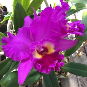 Rhyncholaeliocattleya Ronald's Canyon