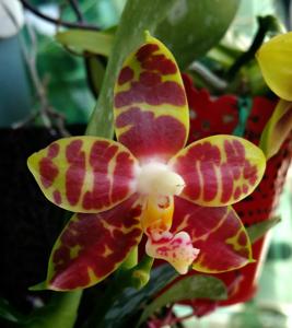 Phalaenopsis Yaphon Sir