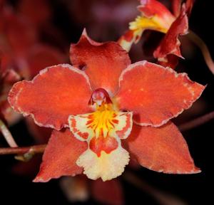 Oncidium Nobworth