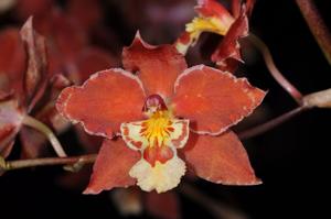 Oncidium Nobworth