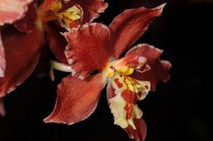 Oncidium Nobworth