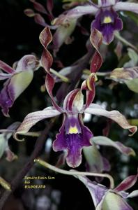 Dendrobium Kwan Sam Hoi