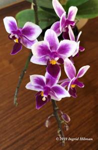 Phalaenopsis Be Tris