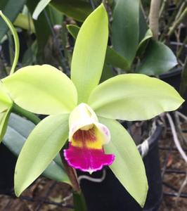 Cattleya Ann Follis