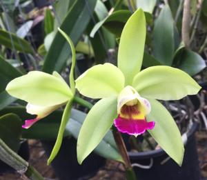 Cattleya Ann Follis