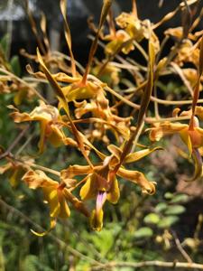 Dendrobium Nicha Natron