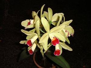 Cattleya Cuiseag