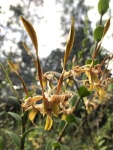 Dendrobium Nicha Natron