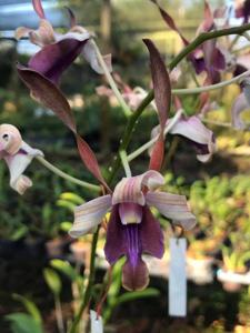 Dendrobium Nicha Dream Catcher