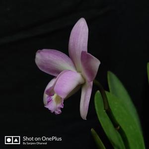Cattleya Jairak Doll