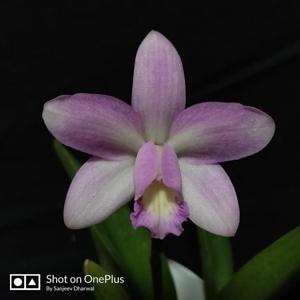 Cattleya Jairak Doll