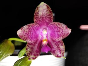 Phalaenopsis Gigabell