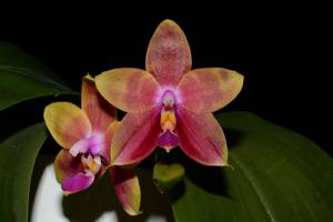 Phalaenopsis Guadalupe Pineda