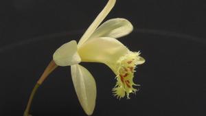 Pleione Bromo
