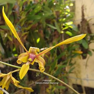 Dendrobium Klaten Bersinar