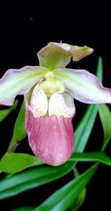 Phragmipedium Calurum