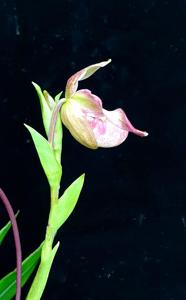 Phragmipedium Calurum