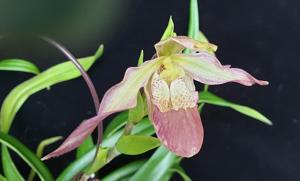 Phragmipedium Calurum