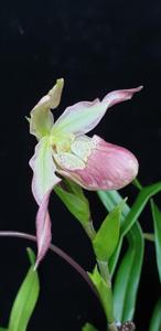 Phragmipedium Calurum