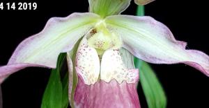 Phragmipedium Calurum