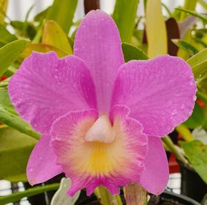 Cattleya Lana Coryell