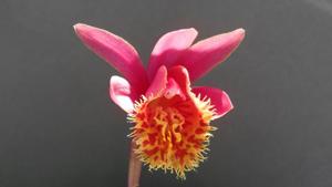 Pleione Marion Johnson