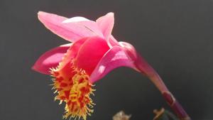 Pleione Marion Johnson