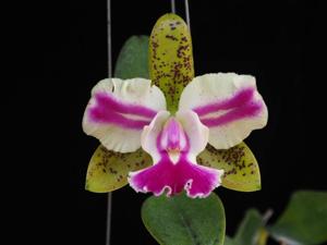 Cattleya Varut Palin