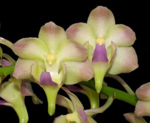 Aeridovanda lawrenceae-Chao Praya Emerald