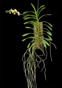 Aeridovanda lawrenceae-Chao Praya Emerald