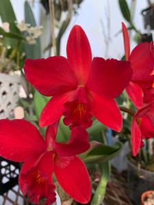 Cattlianthe Little Hazel
