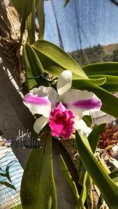 Cattleya Remo Prada