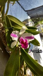 Cattleya Remo Prada