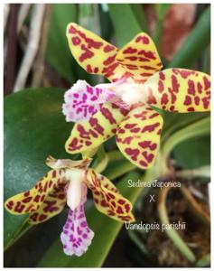 Phalaenopsis Little One