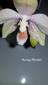 Phalaenopsis Belle de Cernier