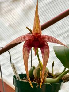 Bulbophyllum Joyce Krym-Ingalls