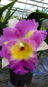 Rhyncholaeliocattleya Petcharatana Crown