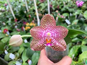 Phalaenopsis Mituo Gigan Dragon