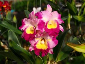 Rhyntonleya Hwa Yuan Bay