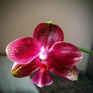 Phalaenopsis Zheng Min Xeme