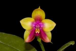 Phalaenopsis Yin's Black Eagle