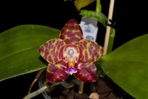 Phalaenopsis Chienlung Dream Bouquet