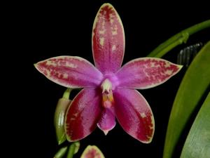 Phalaenopsis Jelly Belly