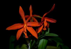 Cattlianthe Amazon Trick