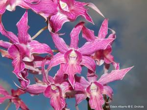 Dendrobium Sherry Abe