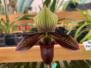 Paphiopedilum Macabre Illusion