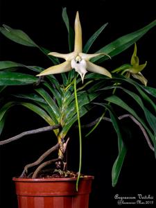 Angraecum Veitchii